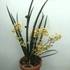 Oncidium ascendens